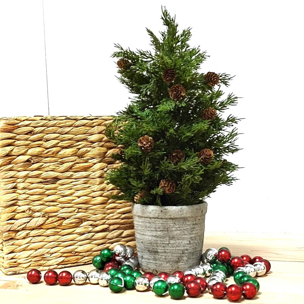 Potted Douglass Fir Pinecone Tree