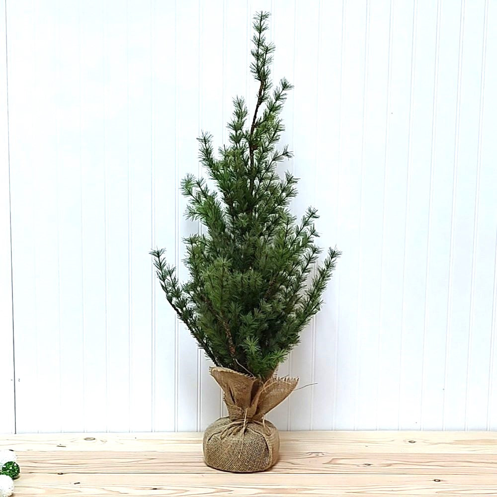 Pine Tree with Rustic Burlap Base 3'