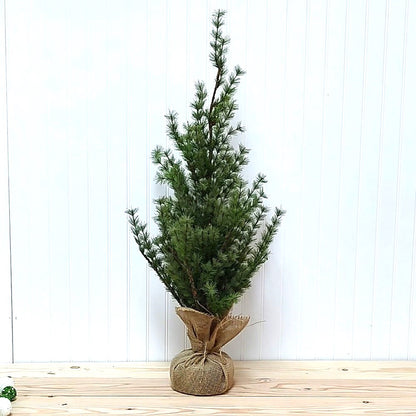 Pine Tree with Rustic Burlap Base 3'